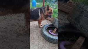 Гвидо трусишко