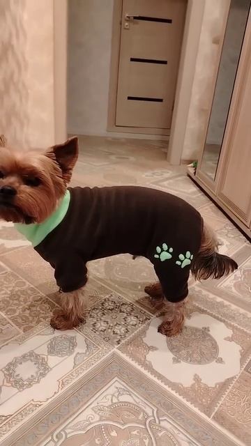 Когда не подошёл ни один комбез, пришлось шить самой ? смотреть онлайн