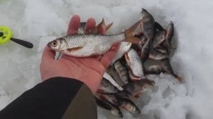 Безмотылка СЫРНЫЙ КУБИК - ЛОВЛЯ ПЛОТВЫ и ОКУНЯ ВЕСНОЙ СО ЛЬДА