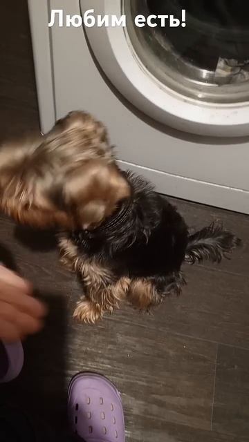 Любим есть! смотреть онлайн