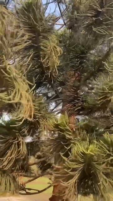 Че за ель))) смотреть онлайн