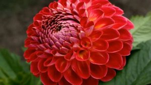 524. Цветы ШАРОВИДНЫЕ ГЕОРГИНЫ