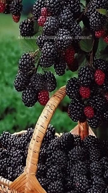 какая у вас любимая ягода? прдпишись если арбуз 💕 #music смотреть онлайн