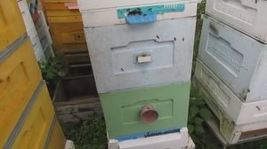 отсаживаю матку из семьи пчел где увидел миску с личинкой, прошло 10 дней, 14.05.2025