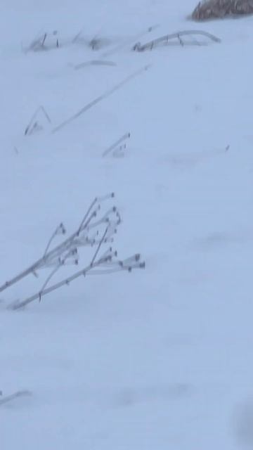 Тетерева кишат на березах #Охота смотреть онлайн