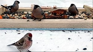 Птички на кормушке (22.02.2025 года)