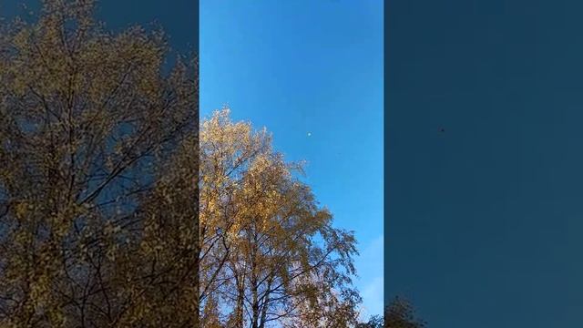 Листопад...Наши вековые березы.. смотреть онлайн