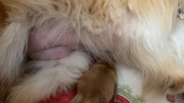 Tatiana Themis: Вот такой красавец родился у моей шпиц Магдалины 06.01.22/07.01.22 смотреть онлайн