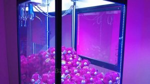 Хватайка яркая