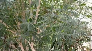 Мы в Воронежском зоопарке 1.05.25.Тигр, верблюд, гуанако, палочник.