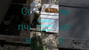 Пчелопакеты - какие лучше взять Узбекские или Кавказские?