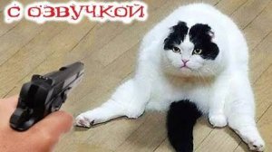 Приколы с котами! Смешные коты! - С ОЗВУЧКОЙ! Самые смешные животные - УГАР!