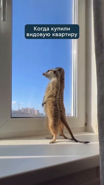 Будни жителей ЖК Quattro #arsibdevelopment #тюмень #новостройки #н? смотреть онлайн