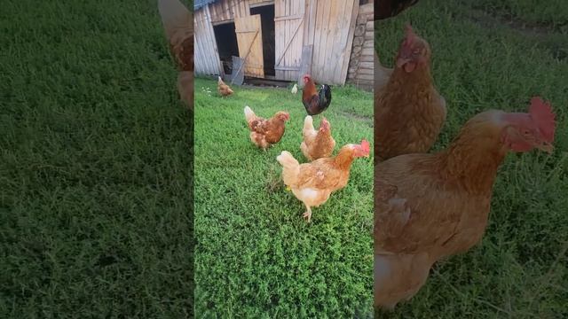 Мордовские каникулы. Баня🫠 #shorts #прожизнь #деревня #мо