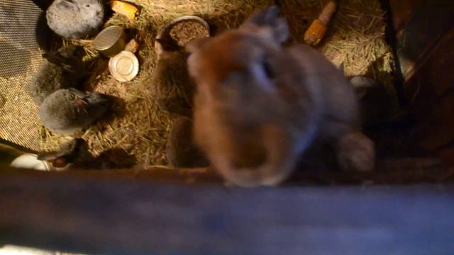 Маленькие крольчата смотреть онлайн