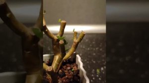 Формирование бонсай из пеперомии долабриформис 08.06.2024