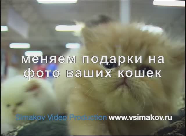 Супер шоу кошек 2006 год в Санкт-Петербурге