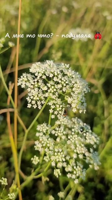 Криптовалюта в России будет запрещена❗️А мне что?Под смотреть онлайн
