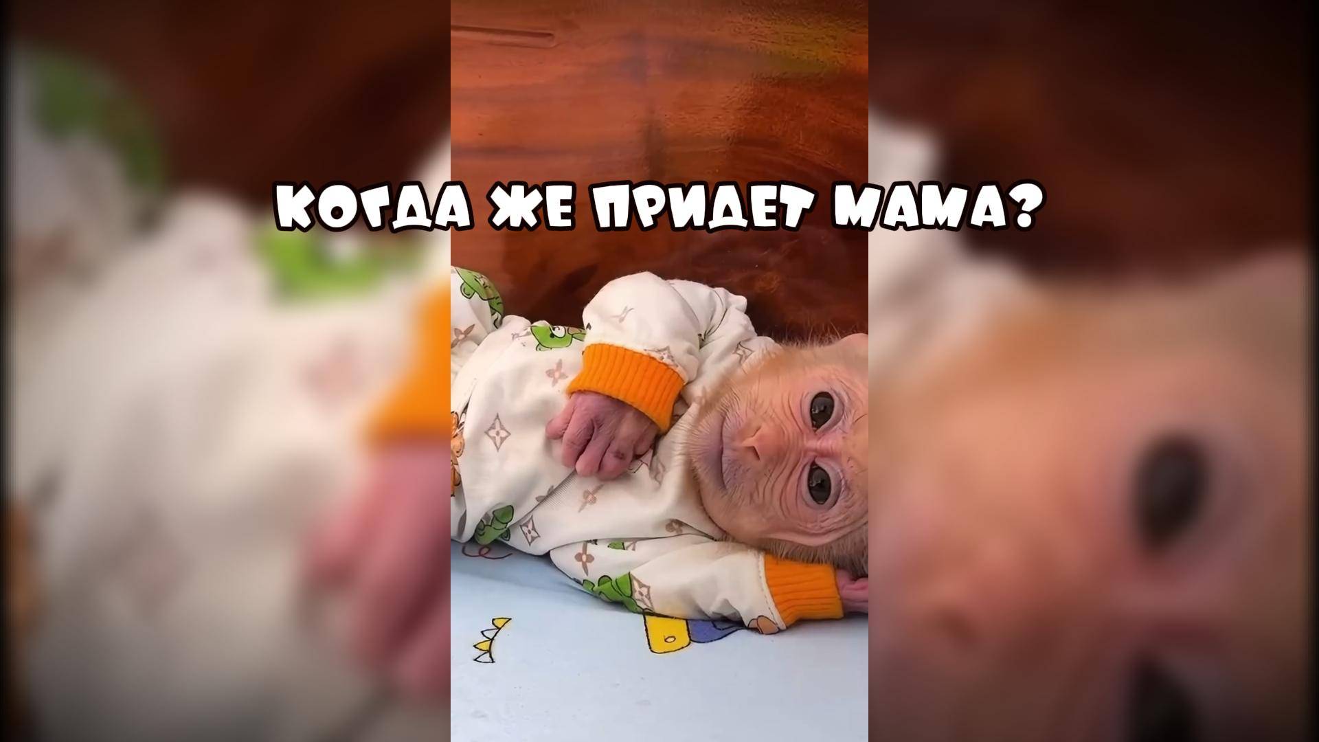 Когда же мама придет #забавныеживотные