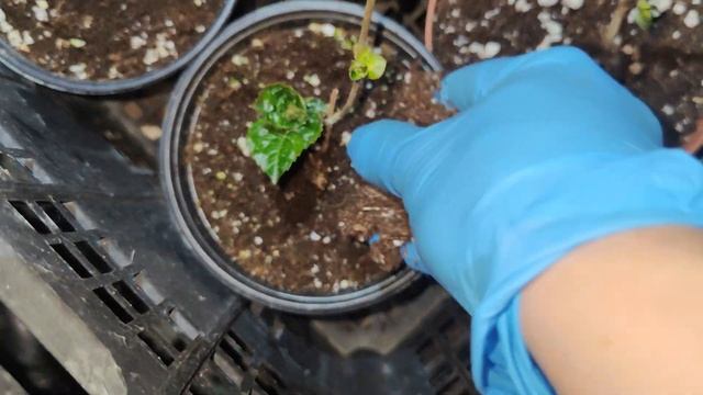 Крупнолистная ГОРТЕНЗИЯ в хранилище, исправляю свои О смотреть онлайн