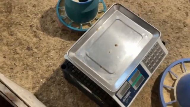 Вес бройлеров в 20 дней.6.10.24.🐥🐥🐥 смотреть онлайн