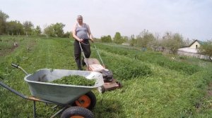 Как я готовлю мульчу из травы просто и быстро