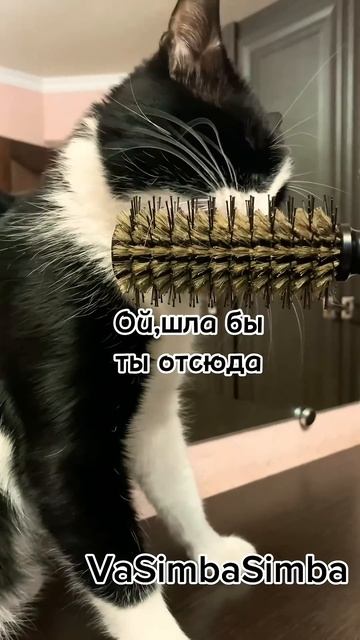 В доме, где есть кот-шерсть-это приправа 🧂 #cat #видосыо? смотреть онлайн