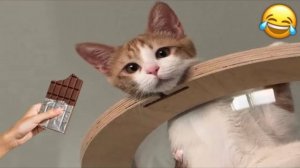Приколы с котами! Смешные коты - Самые смешные животные С ОЗВУЧКОЙ! Ржака!!