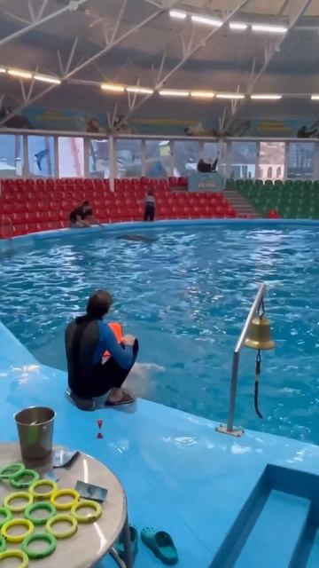 Плавать с дельфинами - это круто. #дети #дельфины #vlog #kids смотреть онлайн