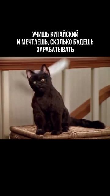 А потом открываешь hhкитай китайцы китайский китайскийязык кот мем мемы котики коты юмор