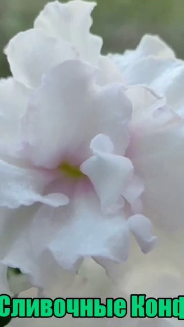 ФИАЛКА ЛФ- СЛИВОЧНЫЕ КОНФЕТЫ НАВЕРНО ЭТО МОЙ РАЙ смотреть онлайн