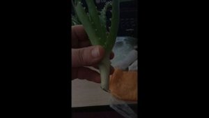 лучший способ укоренения алоэ макушками #какукоренит?