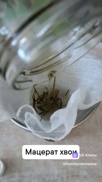 Мацерат хвои сосны и ели #мацерат #маслянаявытяжка смотреть онлайн