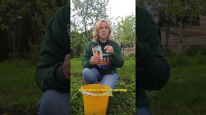 Опасный вредитель лишает вас урожая, если появились эти симптомы! Чем обработать яблони и груши