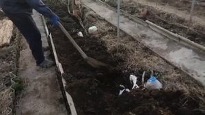 Укрытие винограда осенью