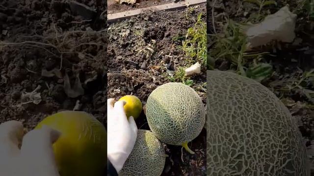 Финальный урожай дынь. #огород #сад #garden #садоводство #д смотреть онлайн