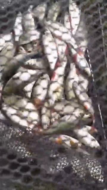 Рыбалка на фидер 2021. Ищем новые места... смотреть онлайн