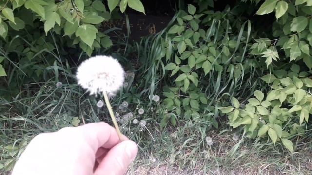 Одуванчик отличное средство для решения всех своих пр смотреть онлайн