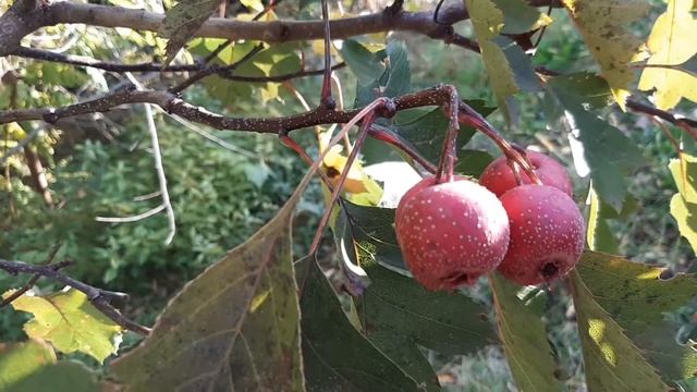 Это Боярышник! смотреть онлайн