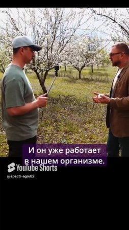 Как действует горький миндаль?
