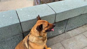 ▶️ Гуляем с Рыжиком вдоль моря. Приморский пляж. Набережная Ялты сегодня Крым весной