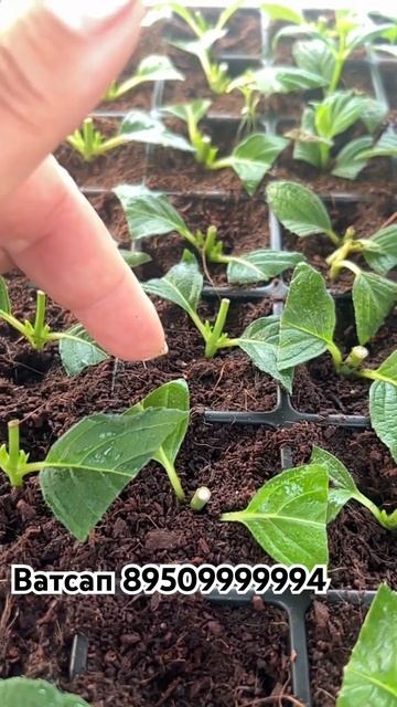 #саяногорск #garden #сорт #хакасия #цветущиеорхидеи #черен смотреть онлайн