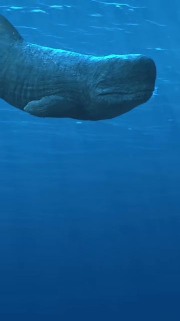 Динозавры: Левиафан атакует акулу. смотреть онлайн