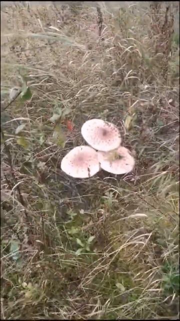 кто знает тот поймёт #рыбалка смотреть онлайн