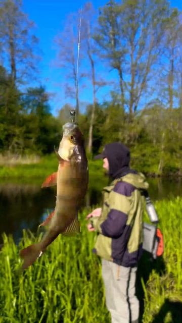 #travel #fishing #river #рыбалка #crazyfish #спиннинг смотреть онлайн