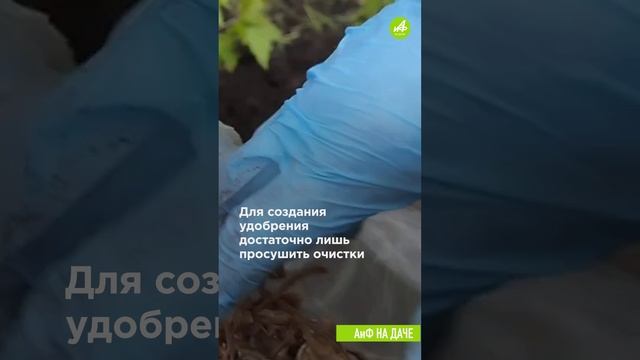 Все кусты в ягодах: Как получить хороший урожай смородины? Советы опытного садовода