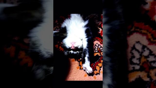 Это мой котёнок Вася 🥰а у вас есть домашнее животное? смотреть онлайн