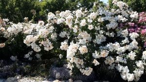 Мускусные розы .  Питомник Роз Полины Козловой rozarium biz