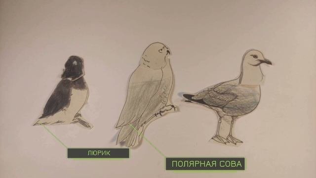 АРКТИКА