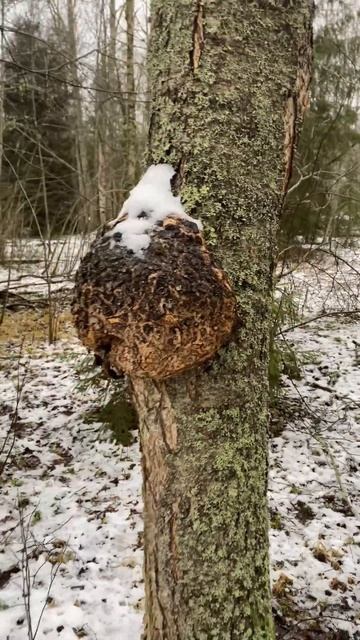 Собираю и перерабатываю Березовую Чагу#запасыскобаря смотреть онлайн
